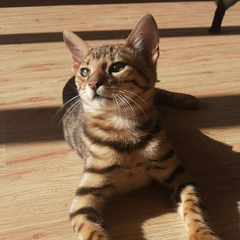 Объявление: Бенгальский котенок Ф1, 80 000 руб., Солнечногорск
