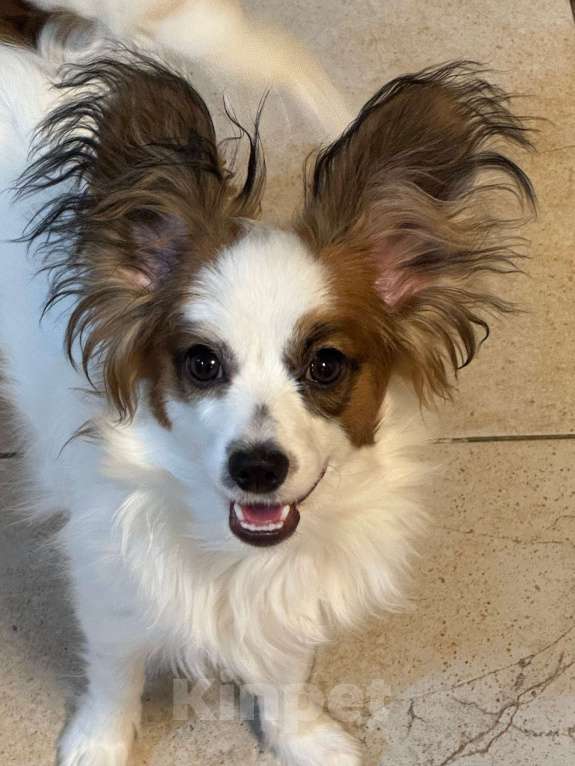 Собаки в Волосовом: Щенок Папийона Мальчик, Бесплатно - фото 2