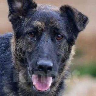 Собаки в Москве: Майки Мальчик, Бесплатно - фото 2