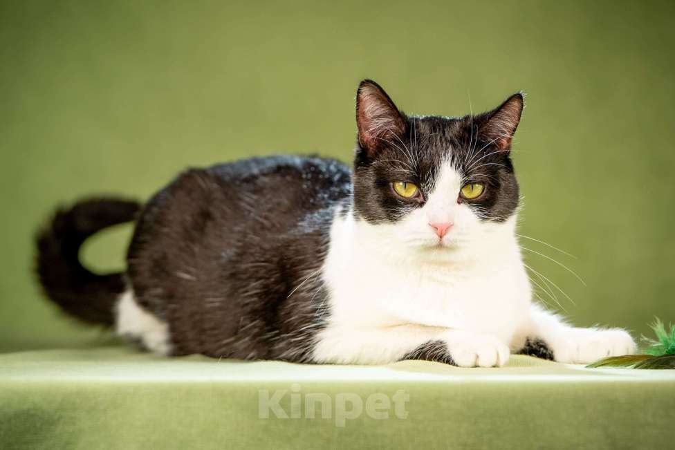 Кошки в Клине: Мамуля — кошка, достойная самой нежной любви Девочка, Бесплатно - фото 7