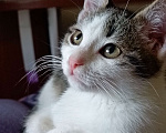 Кошки в Саратове: Отдам котёнка Девочка, Бесплатно - фото 3