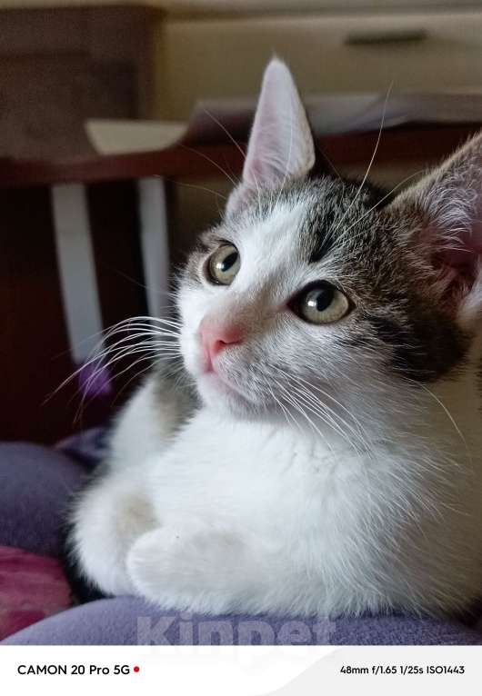 Кошки в Саратове: Отдам котёнка Девочка, Бесплатно - фото 3