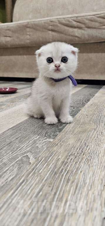 Кошки в Балашихе: Золотая шиншилла Девочка, 45 000 руб. - фото 2