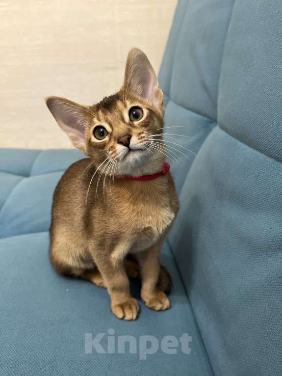 Кошки в Екатеринбурге: Абидетки Девочка, 40 000 руб. - фото 6