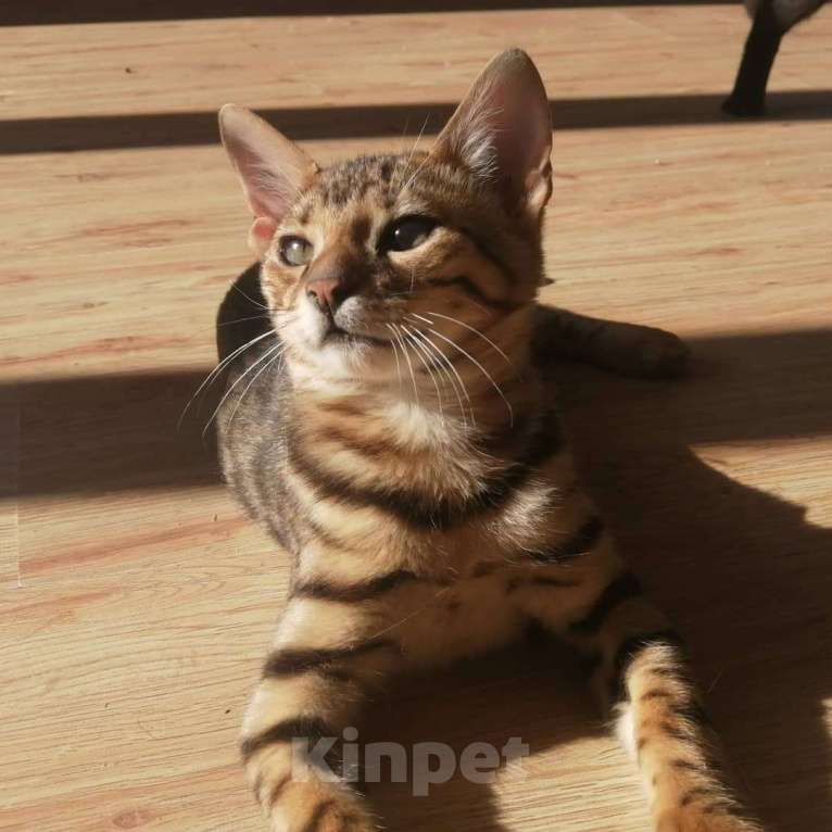 Кошки в Солнечногорске: Бенгальский котенок Ф1 Мальчик, 80 000 руб. - фото 1