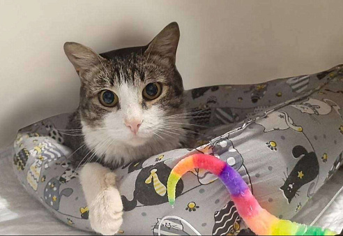 Глазастик Мия ищет дом