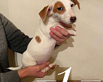 Собаки в Таганроге: Щенки Джек Рассел терьер Девочка, 12 000 руб. - фото 1