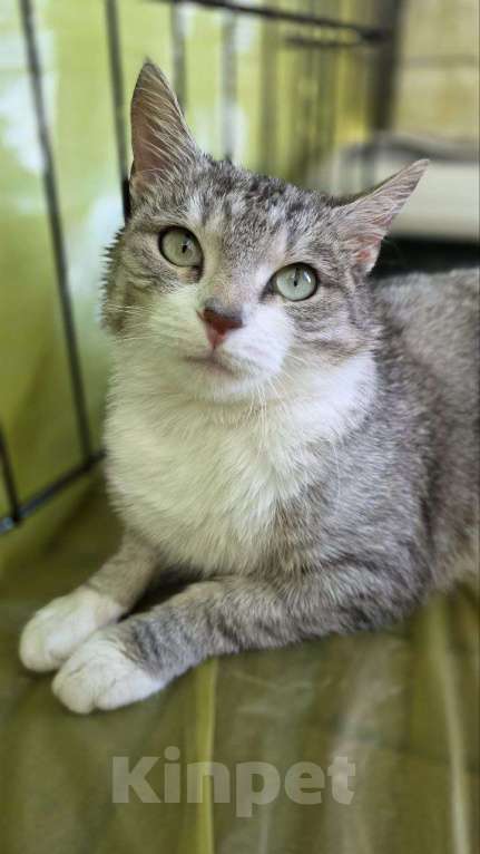 Кошки в Москве: Полынька — ангел в кошачьем обличье! Девочка, Бесплатно - фото 7