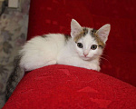 Кошки в Тюмени: Беляночка Девочка, 1 руб. - фото 6