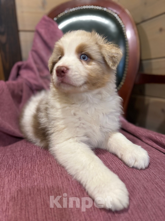 Собаки в Санкт-Петербурге: Австралийская овчарка щенки  Мальчик, 60 000 руб. - фото 8