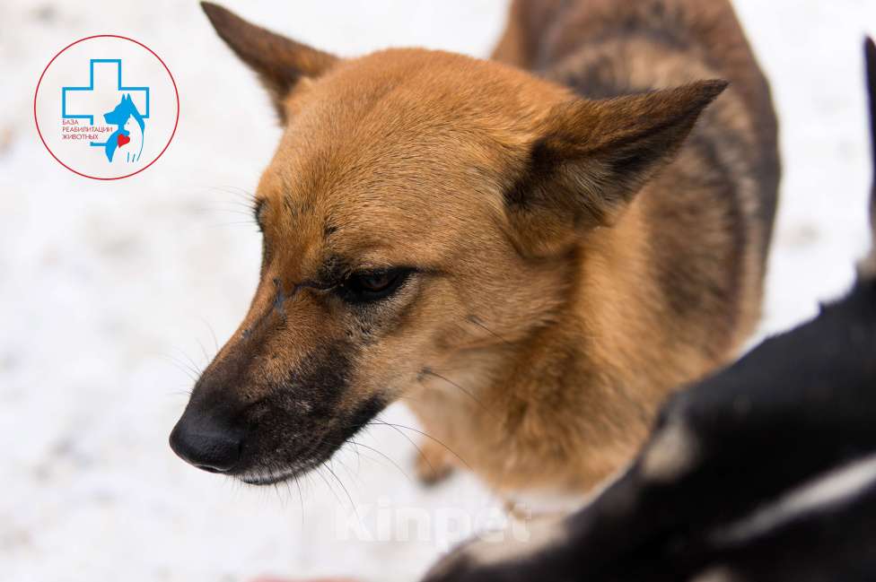 Собаки в Москве: Теона Девочка, Бесплатно - фото 2