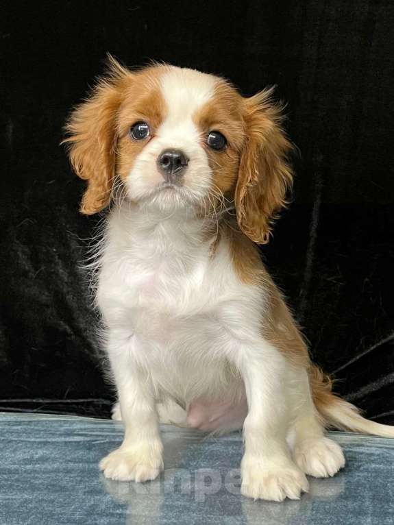 Собаки в Санкт-Петербурге: БЕСТ ИЛРЕАН КАСТОР Мальчик, 100 000 руб. - фото 1