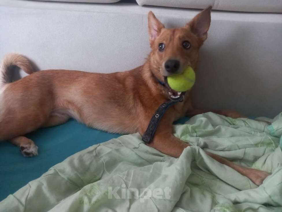 Собаки в Нижнем Новгороде: Ищем добрые руки Девочка, 1 руб. - фото 3