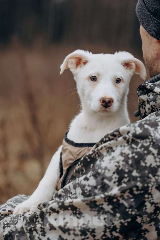 Собаки в Москве: белоснежная красотка в дар Девочка, Бесплатно - фото 10