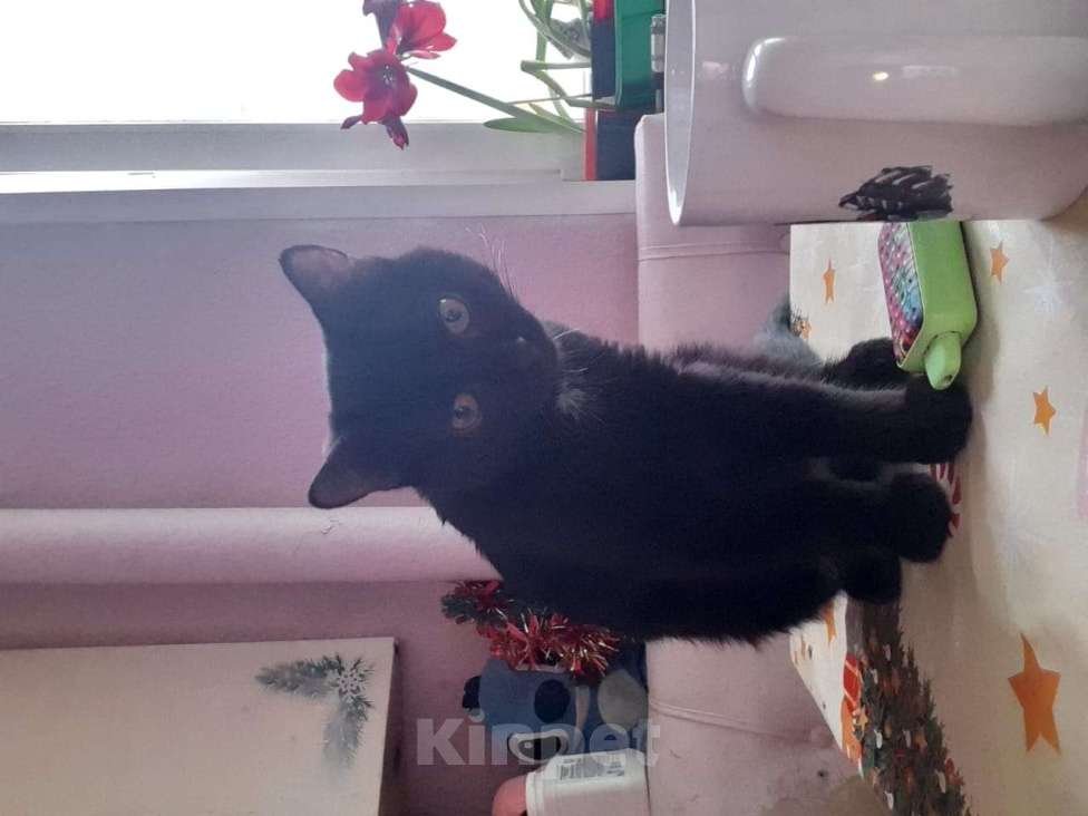 Кошки в Москве: В добрые руки Мальчик, Бесплатно - фото 3