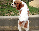 Собаки в Химках: Кавалер кинг Чарльз спаниель  Мальчик, 60 000 руб. - фото 1