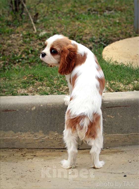 Собаки в Химках: Кавалер кинг Чарльз спаниель  Мальчик, 60 000 руб. - фото 1