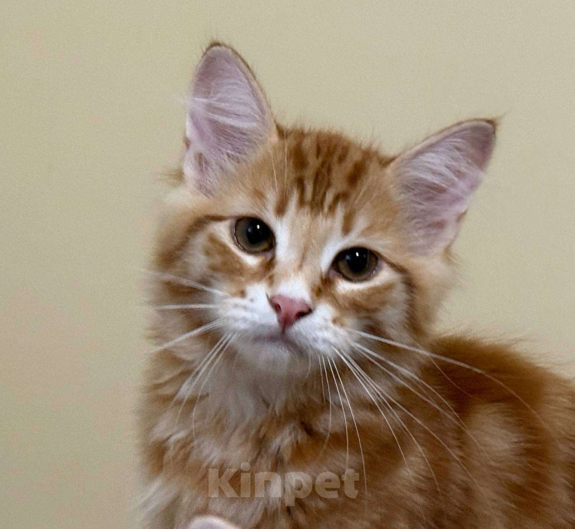 Кошки в Королеве: Сибирский котенок Мальчик, Бесплатно - фото 1