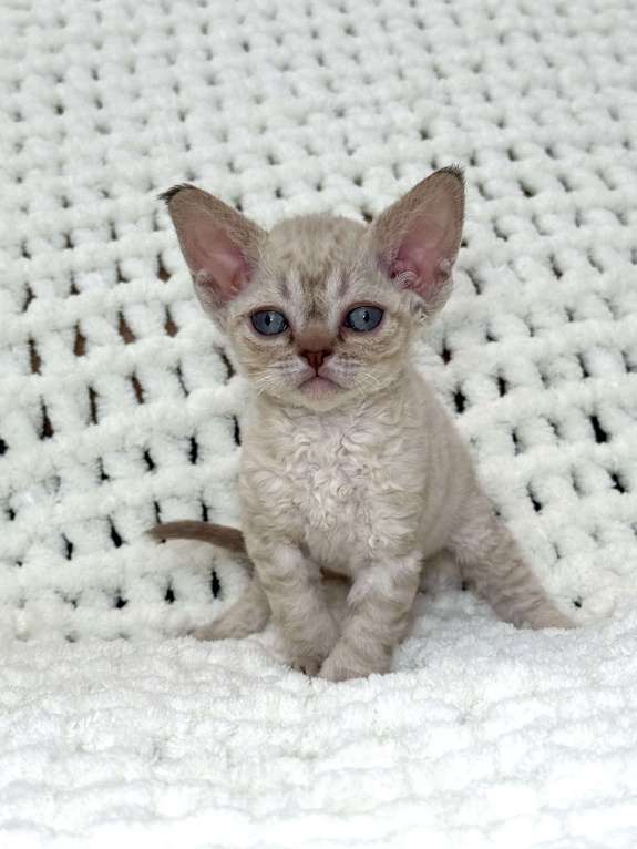 Кошки в Лобне: Девон Рекс котенок девочка Девочка, Бесплатно - фото 5