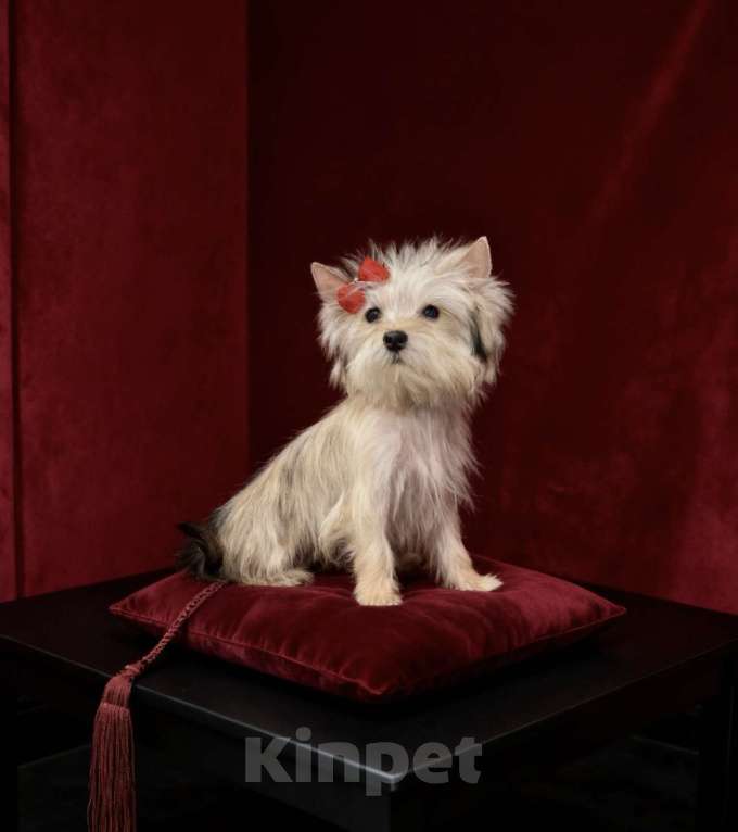 Собаки в Москве: Голддаст йорк мини девочка золотая Девочка, 80 000 руб. - фото 4