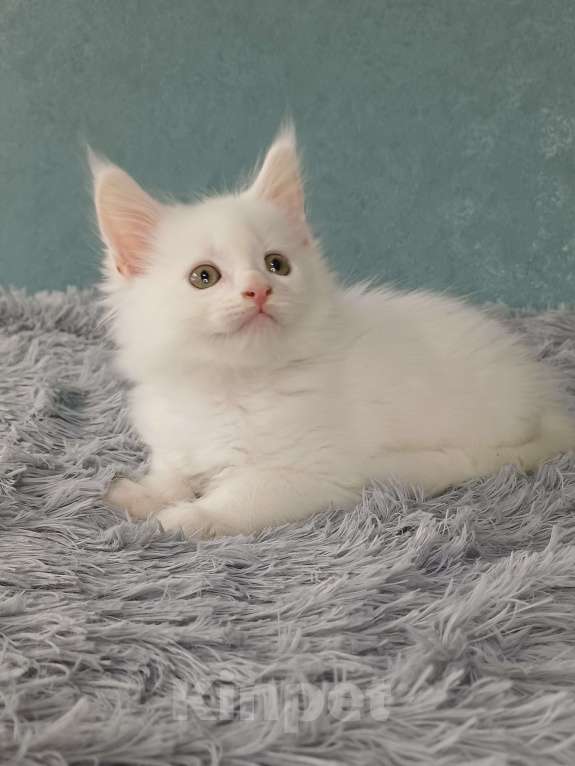 Кошки в Йошкаре-Оле: Шикарная белоснежная принцесса Мейн-Кун Девочка, 25 000 руб. - фото 2