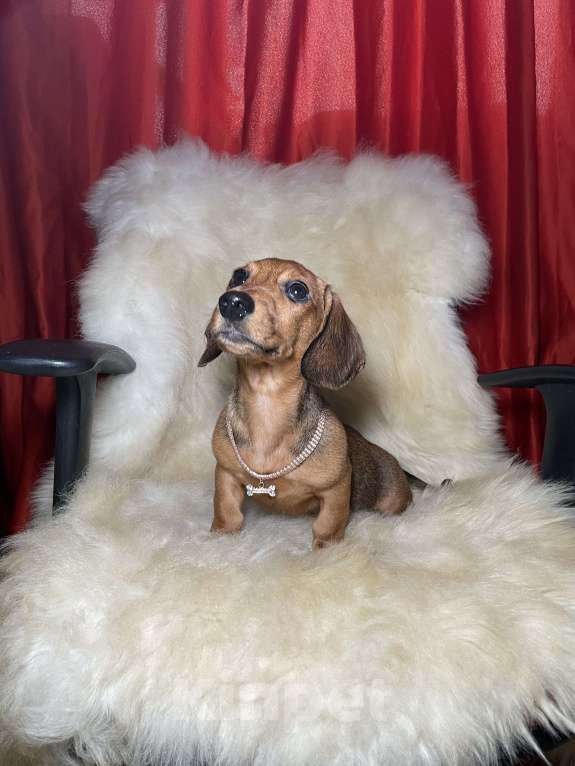 Собаки в Москве: Такса миниатюрная мальчик клубный Мальчик, 45 000 руб. - фото 1