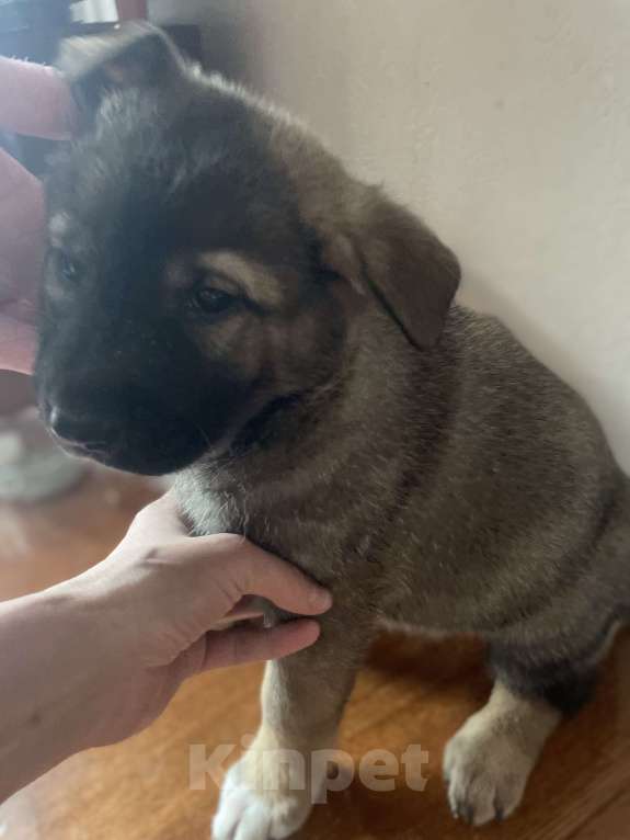 Собаки в Челябинске: Авва Девочка, Бесплатно - фото 2