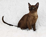 Кошки в Петергофе: тонкинские котята Девочка, 65 000 руб. - фото 2
