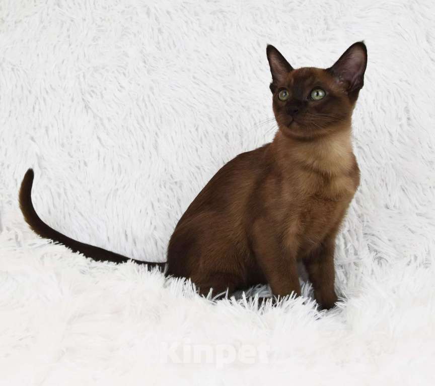 Кошки в Петергофе: тонкинские котята Девочка, 65 000 руб. - фото 2