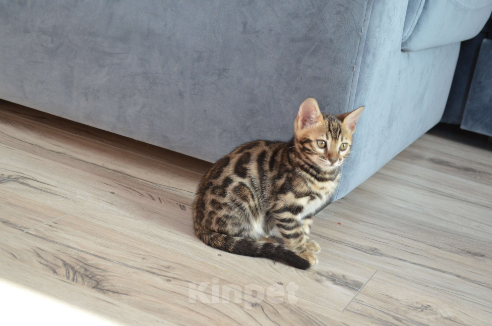 Кошки в Москве: Бенгальская девочка с родословной (в наличии) Девочка, 50 000 руб. - фото 1