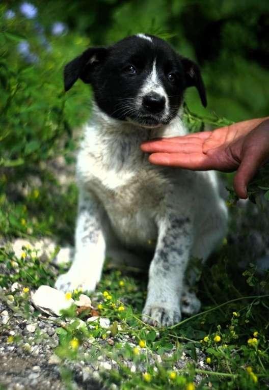 Собаки в Москве: Очаровательные разноцветные малыши-карандаши в дар Мальчик, 1 руб. - фото 8