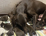 Собаки в Междуреченске: Малыши ищут хозяев  Мальчик, 10 000 руб. - фото 3