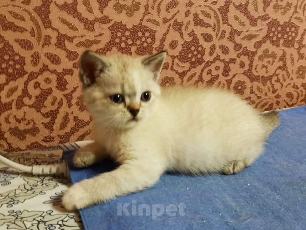 Кошки в Москве: Шотландцы котята мальчики и девочки  Девочка, 15 000 руб. - фото 2