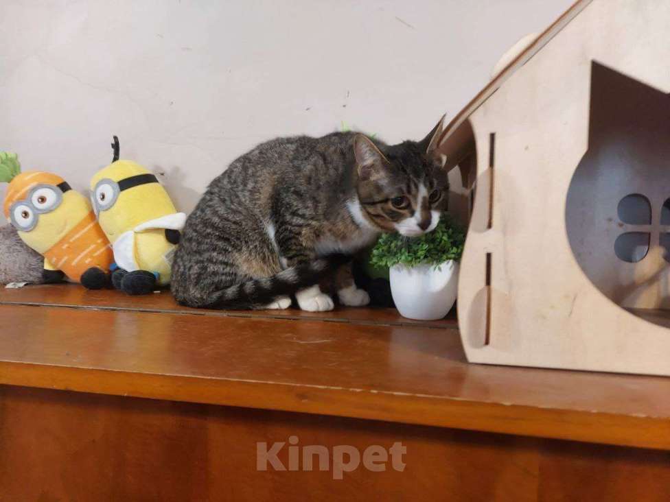 Кошки в Дзержинском: Сладкий Эклерчик очень ждет семью Девочка, Бесплатно - фото 4