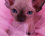 Кошки в Челябинске: Канадский сфинкс Девочка, 45 000 руб. - фото 1