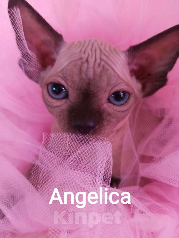 Кошки в Челябинске: Канадский сфинкс Девочка, 45 000 руб. - фото 1