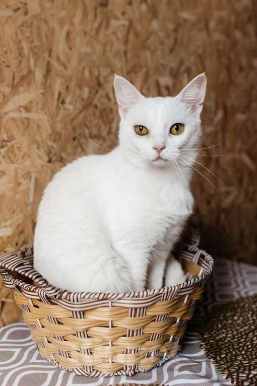 Кошки в Москве: Белая кошечка Коша ищет дом Девочка, 1 руб. - фото 5