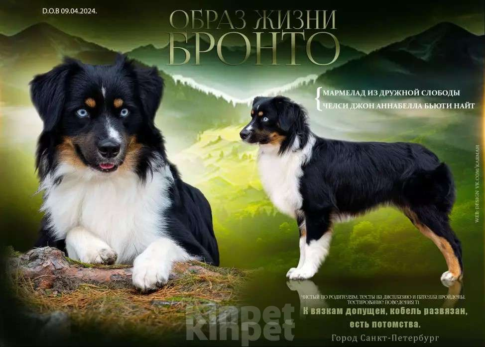 Собаки в других городах Ленинградской области: Шикарный кобель миниатюрной американской овчарки приглашает на вязку. Мальчик, 100 000 руб. - фото 1