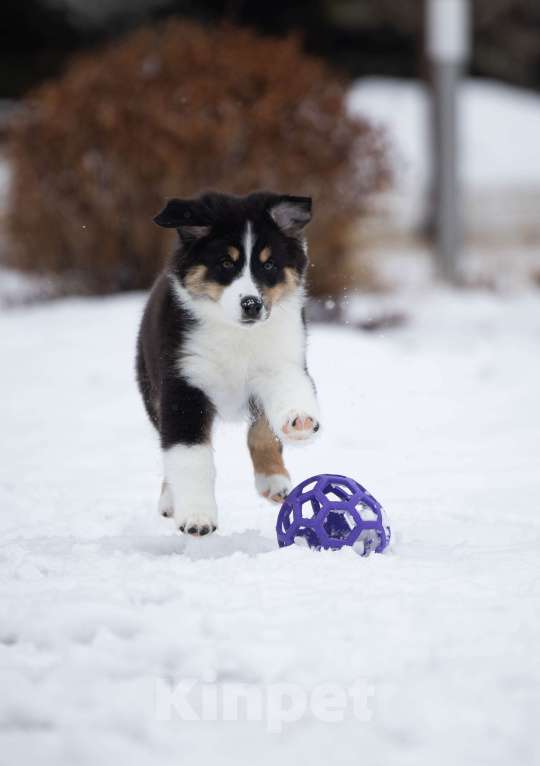 Собаки в Екатеринбурге: Девочка черный триколор  Девочка, Бесплатно - фото 4