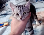 Кошки в Ростове-на-Дону: Шотландец прямоушка котик Мальчик, 10 руб. - фото 1