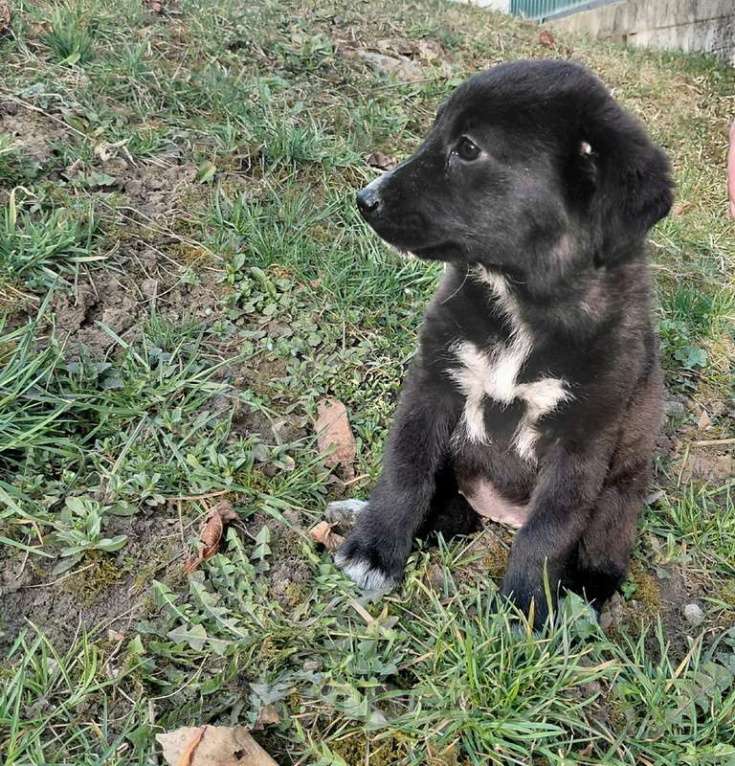 Собаки в Санкт-Петербурге: Маленький модный щенок Девочка, Бесплатно - фото 9