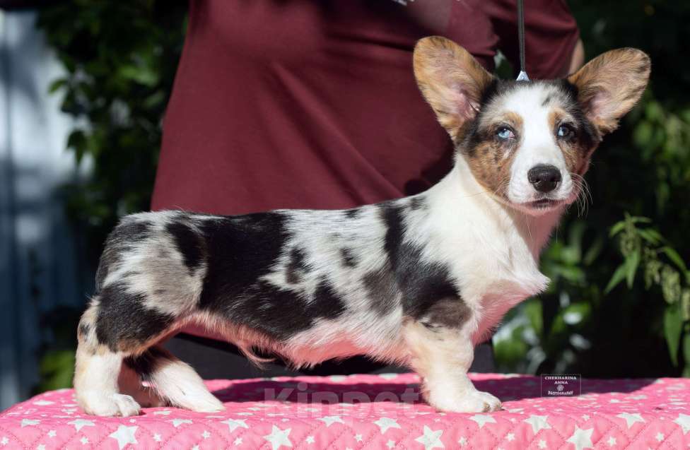 Собаки в Москве: Вельш корги кардиган  Мальчик, 120 000 руб. - фото 4