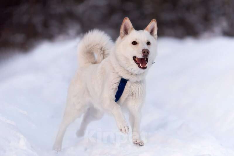 Собаки в Москве: Красавчик Амир в добрые руки. Мальчик, Бесплатно - фото 4