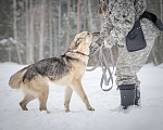 Собаки в Клине: Грей — статный пёс с нордическим характером Мальчик, Бесплатно - фото 10