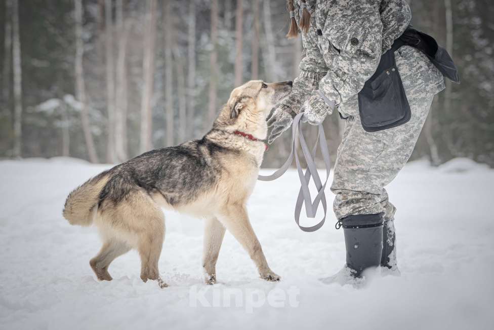 Собаки в Клине: Грей — статный пёс с нордическим характером Мальчик, Бесплатно - фото 10
