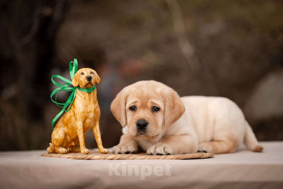 Собаки в Новороссийске: палевый парень Мальчик, Бесплатно - фото 1