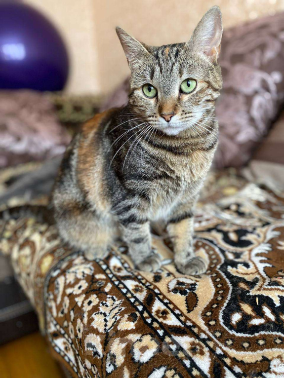 Кошки в Москве: Скромная Зося ищет семью Девочка, Бесплатно - фото 2
