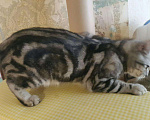 Кошки в Оренбурге: Котик на вязку., 800 руб. - фото 4