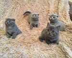 Кошки в Малмыже: Вязка с вислоухим котиком, 2 000 руб. - фото 3