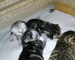 Кошки в Оренбурге: Котик на вязку., 800 руб. - фото 2